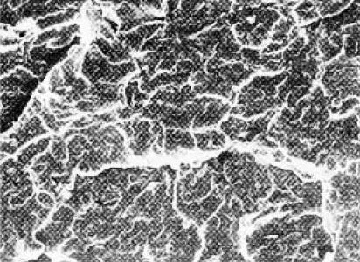 The microstructure at the HIC fracture of a mild carbon steel.